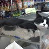 Photos: 21 Of Our New Favorite Bodega Cats (And Keep Your Photos Coming!)